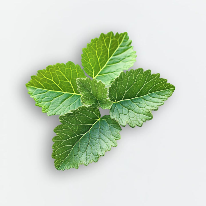 Elie Saab Le Parfum in White 50 ml – Apă de parfum pentru femei – Parfum chypre fructat – Note vibrante de fructe roșii, pară și paciuli – Sticlă transparentă din sticlă