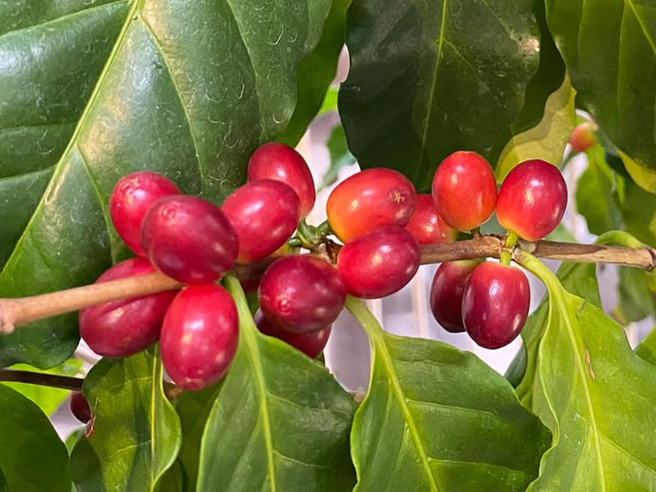 Organic FT Naturland cafea prăjită Arabica, 250G boabe întregi Cafea Naty Shop